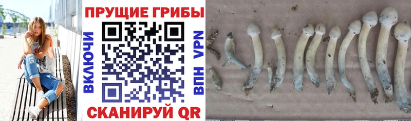 Псилоцибиновые грибы Magic Shrooms  Новоржев 